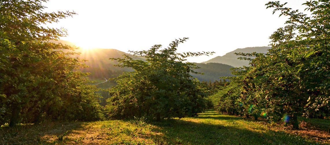 Holunderhain bei Sonnenuntergang zum Thema welche Wirkung hat Holunder auf die Psyche