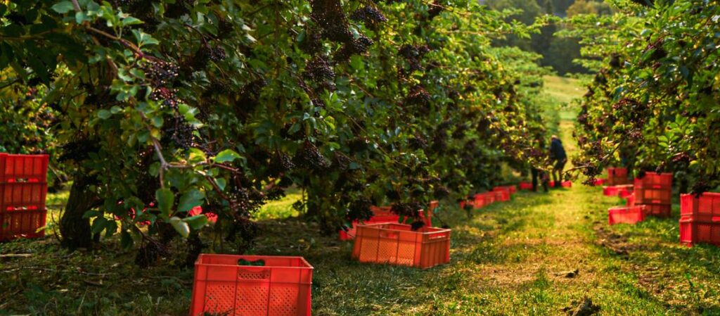 Holunderernte in einer Holunderplantage zum Thema: Erntezeit: Wann sind Holunderbeeren reif?