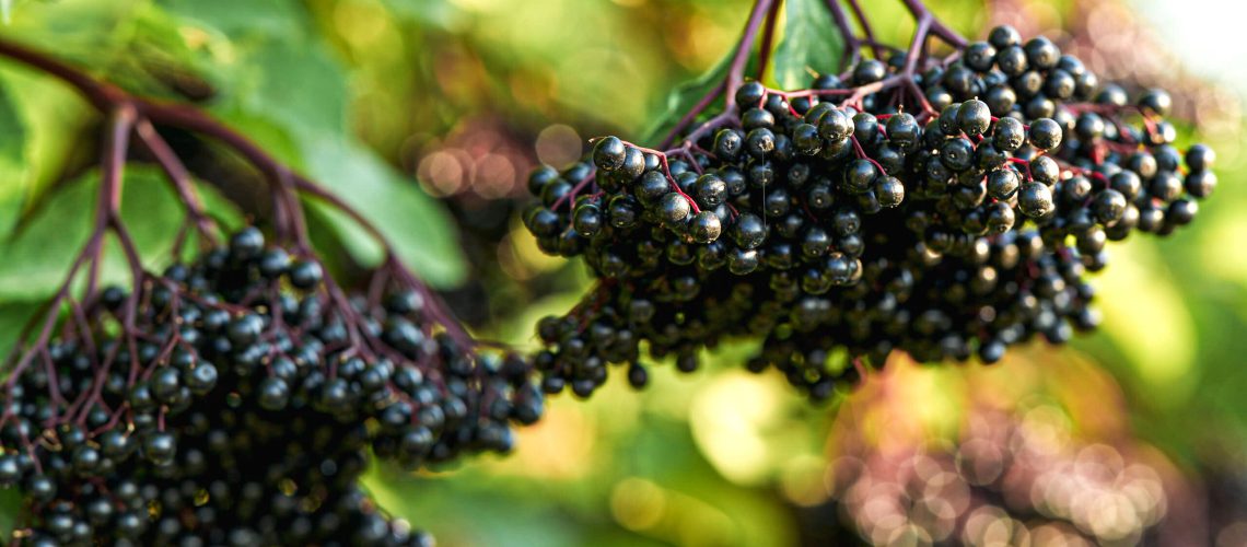 Auf dem Foto eerkennt man eine schöne Dolde frischer Holunderbeeren.