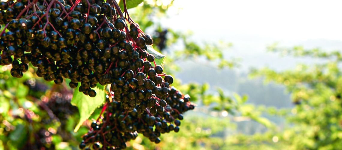 Reife Holunderbeeren zum Thema Anthocyane und ihre Wirkung im Holunder