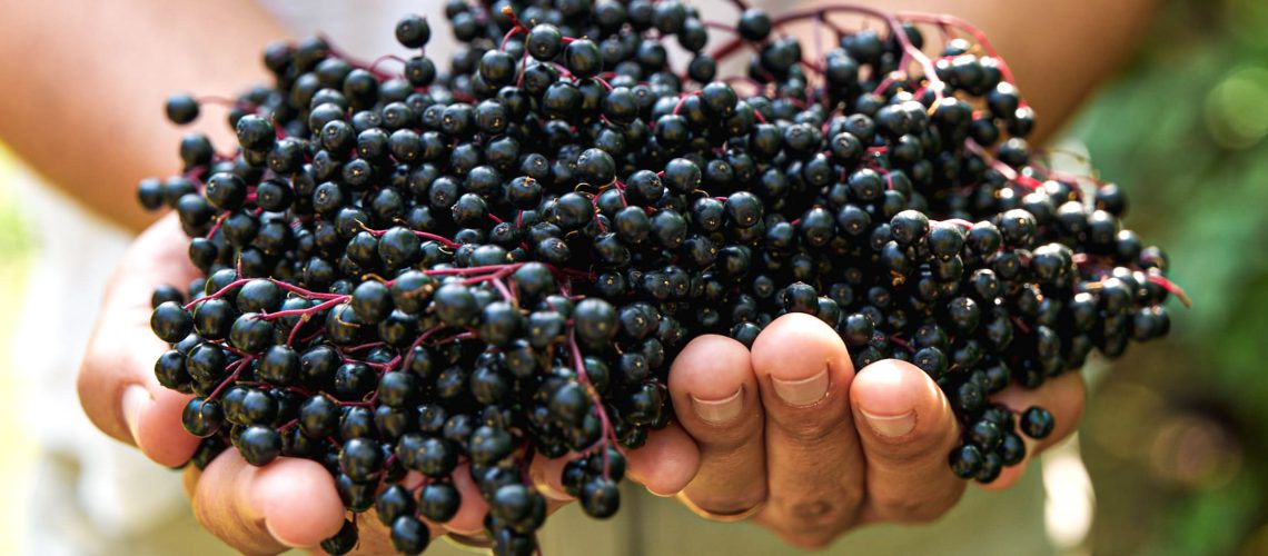 Auf dem Bild sieht man Hände, die einige Holunderbeeren halten.