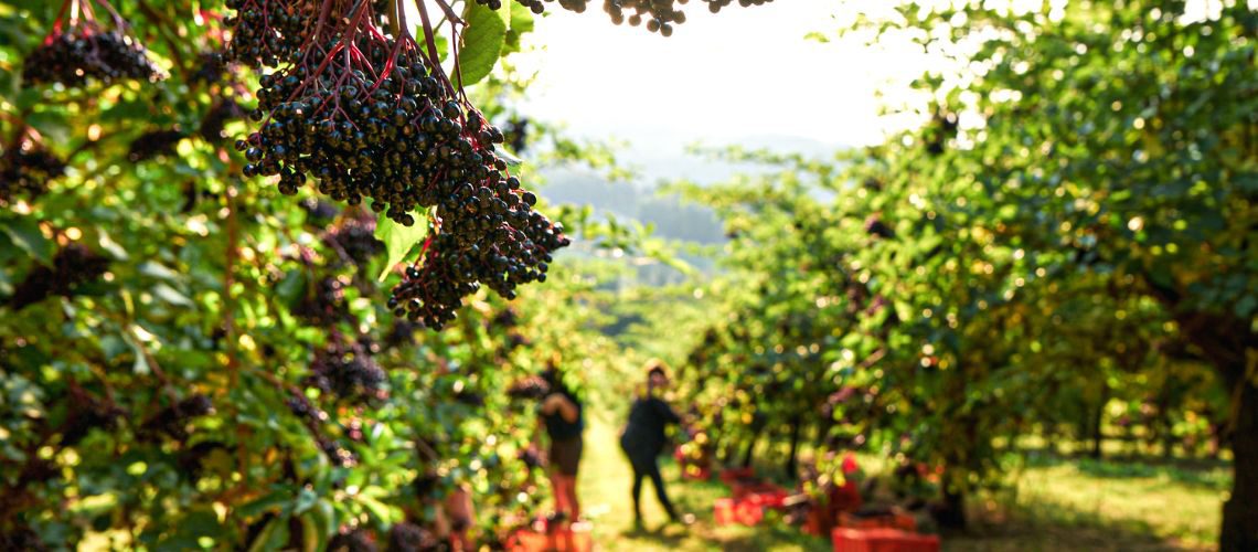 Ernte in der Holunderplantage zum Thema Holunderanbau: In der Steiermark wächst der Edelholunder