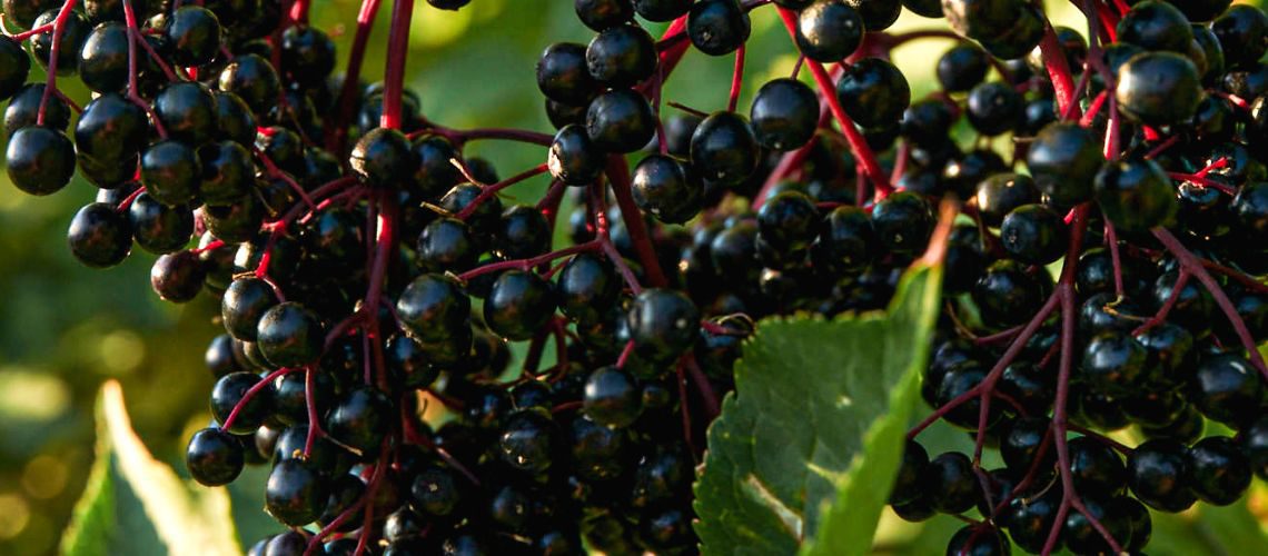 Reife Holunderbeeren zum Thema Ist Schwarzer Holunder (Sambucus Nigra) essbar?