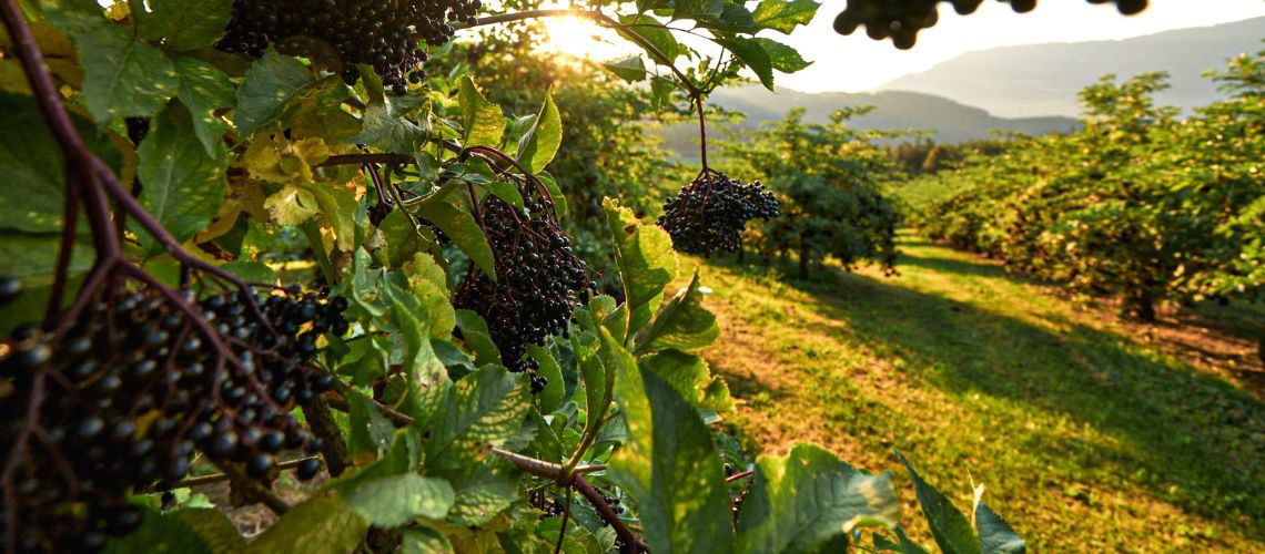 Holunderhain bei Sonnenuntergang mit reifen Holunderbeeren im Vordergrund zum Thema Wissenswertes zum Holunder