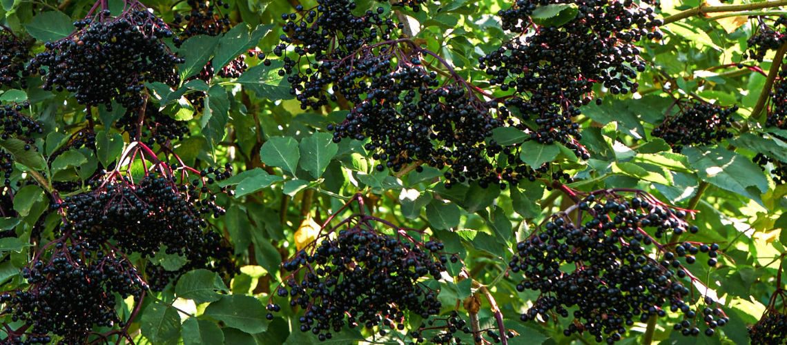 Reife Holunderbeeren am Strauch zum Thema Kostbare Natur: Wie Holunder heilt und schützt