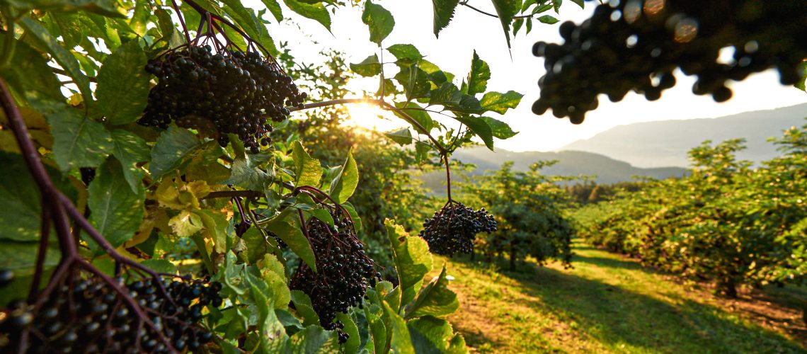 Auf dem Bild ist eine Dolde Holunderbeeren vor einer Holunderplantage zu sehen.