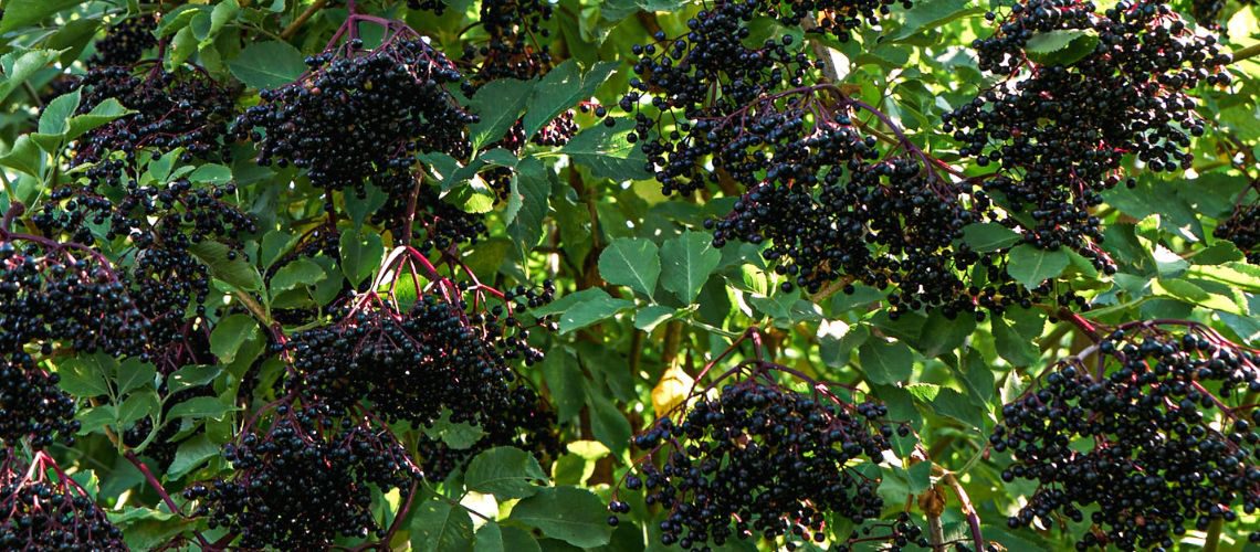 Reife Holunderbeeren am Strauch zum Thema: Mit Holunder natürlich den Blutdruck senken