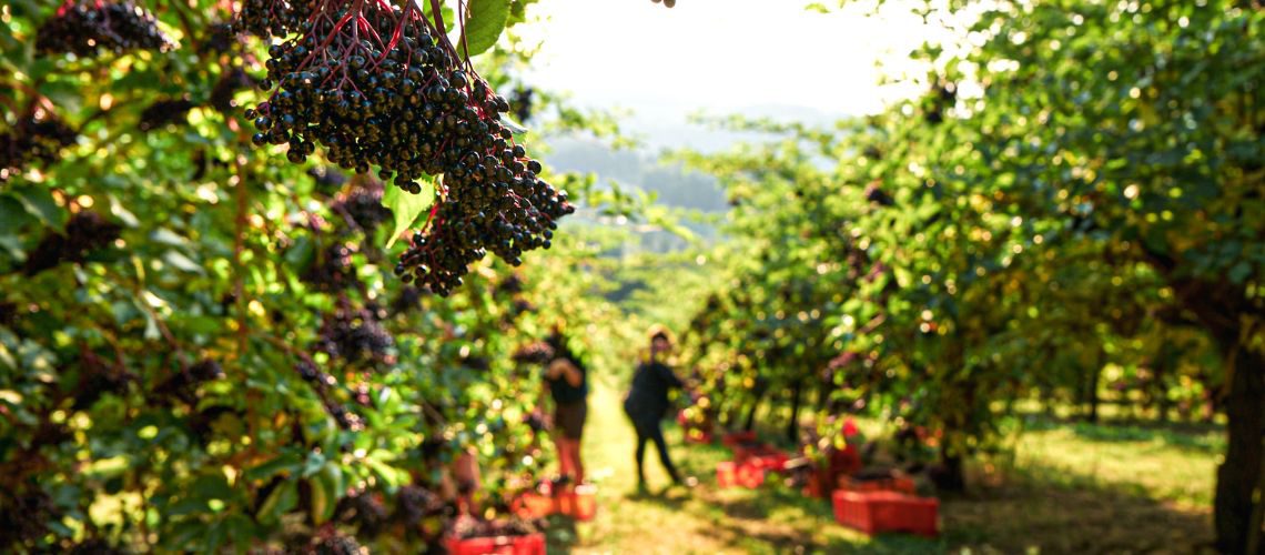 Holunderernte in einer Holunderplantage zum Thema: Wo kann ich eigentlich Holunderbeeren kaufen?