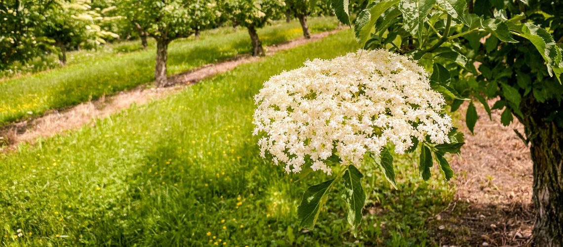 Holunderblüten in der Dolde am Baum zum Thema Wunder-Holunder